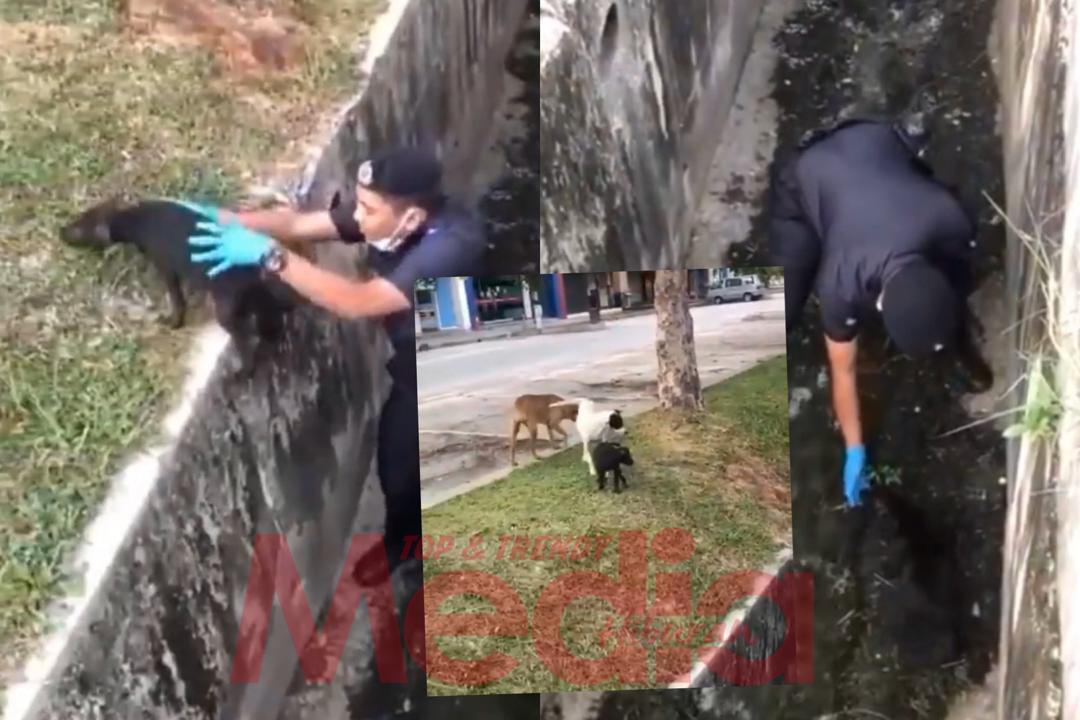 “Okay Dah Dengan Ayah Dan Mak Dia,” – Anggota Polis Selamatkan Anak Anjing Jatuh Longkang, Raja Ilya Nyata Rasa Bangga
