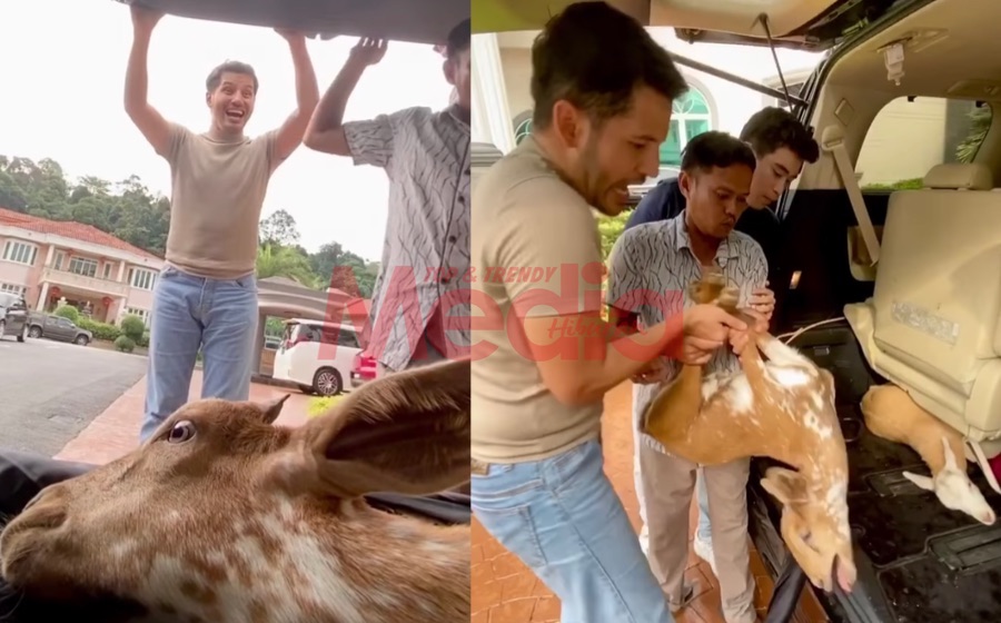 &#8220;Saya Kasi Nama Siti Zubaidah,&#8221; &#8211; Kucing Liar Belaan Kian Ganas, Aliff Syukri Nak Cuba Jinakkan Kambing Untuk Dijaga Dalam Rumah Mewahya Pula